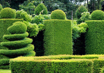 Buchsbaumschnitt von Gartenbau Moradi in Haiger