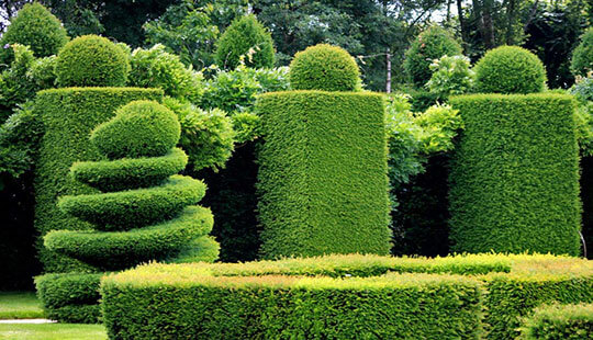 GALABAU Moradi Formschnitt Buchsbaum Buchsbaumschnitt von Gartenbau Moradi in Haiger